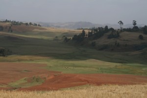 Fields in Blue Nile Basin