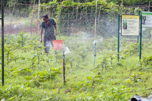 Man working in a farm irrigated by sprinklers in Jaffna (photo: Hamish John Appleby/IWMI).