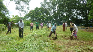 Planting trees in Balana to mark World Environment Day