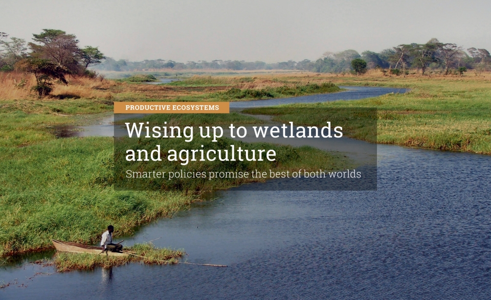 Wising up to wetlands and agriculture: Smarter policies promise the best of both worlds