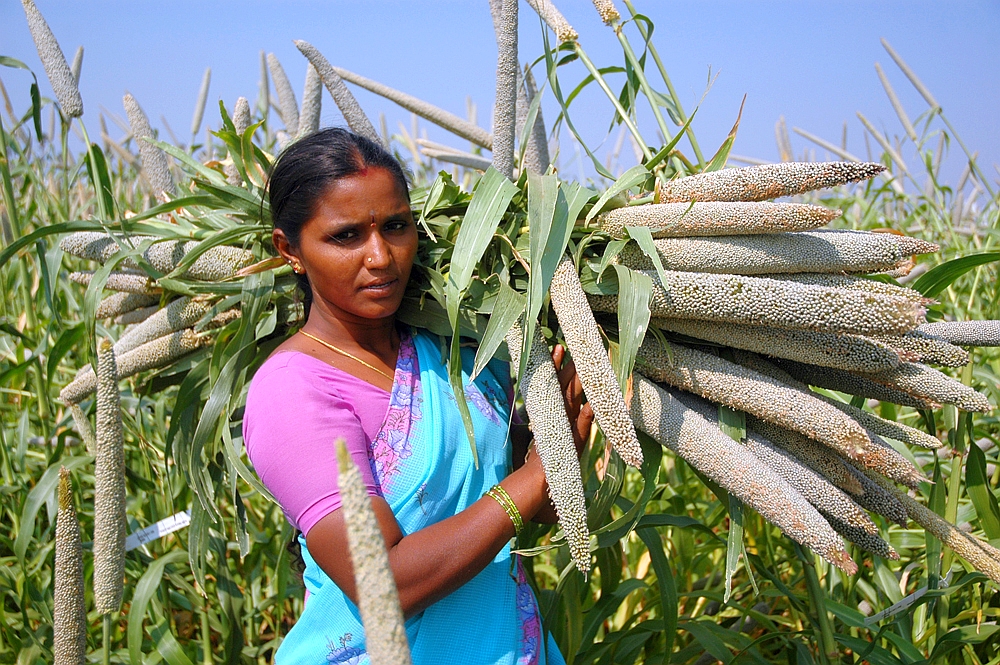 A pearl millet farmer with part of her harvest