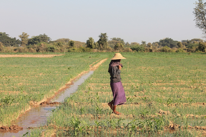 A small-holder irrigation scheme in the Dry Zone of Myanmar. Photo_ Matthew McCartney