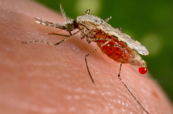 Anopheles mosquito. Photo: Wikipedia