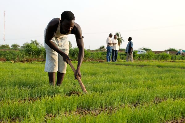 Sudan farmer