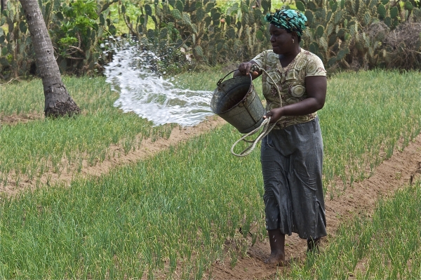 Woman watering crops in Ghana - Joe Ronzio
