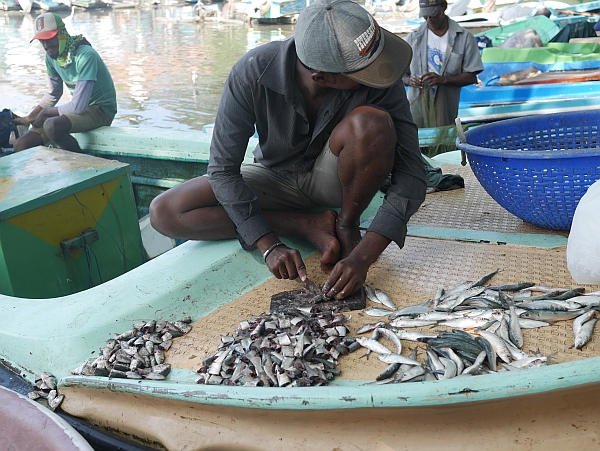 A man prepares fish in Negombo lagoon