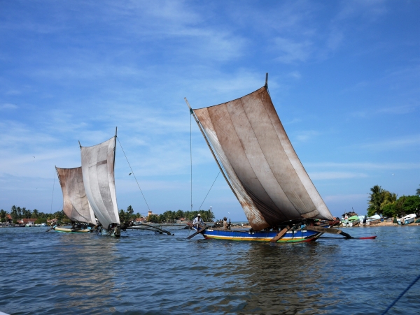 Fishing boats raise their sails in Negombo lagoon