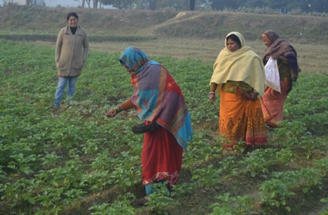 Women from the collective farming group add nutrients to the potato crop
