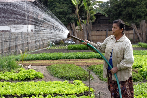 Woman irrigating crops - Laos