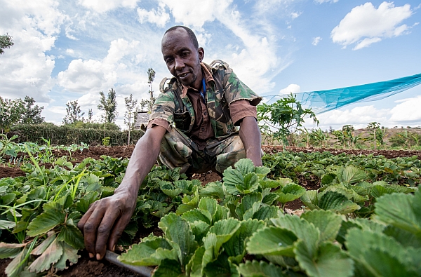 Farmer Kuria Samuel practices drip irrigation in the Tana River Basin, Kenya.