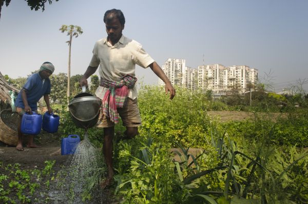 Farming in urban areas of Kolkata 
