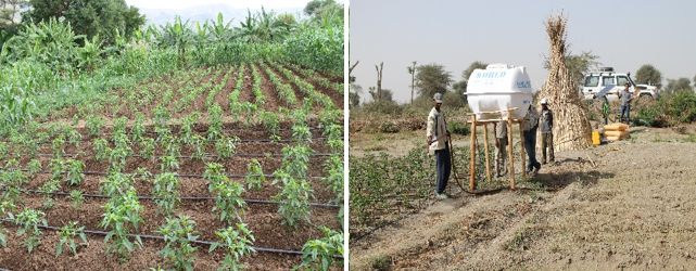 Furrow & drip plots use solar pumps for source of water (Photo: Desalegne Tadesse)