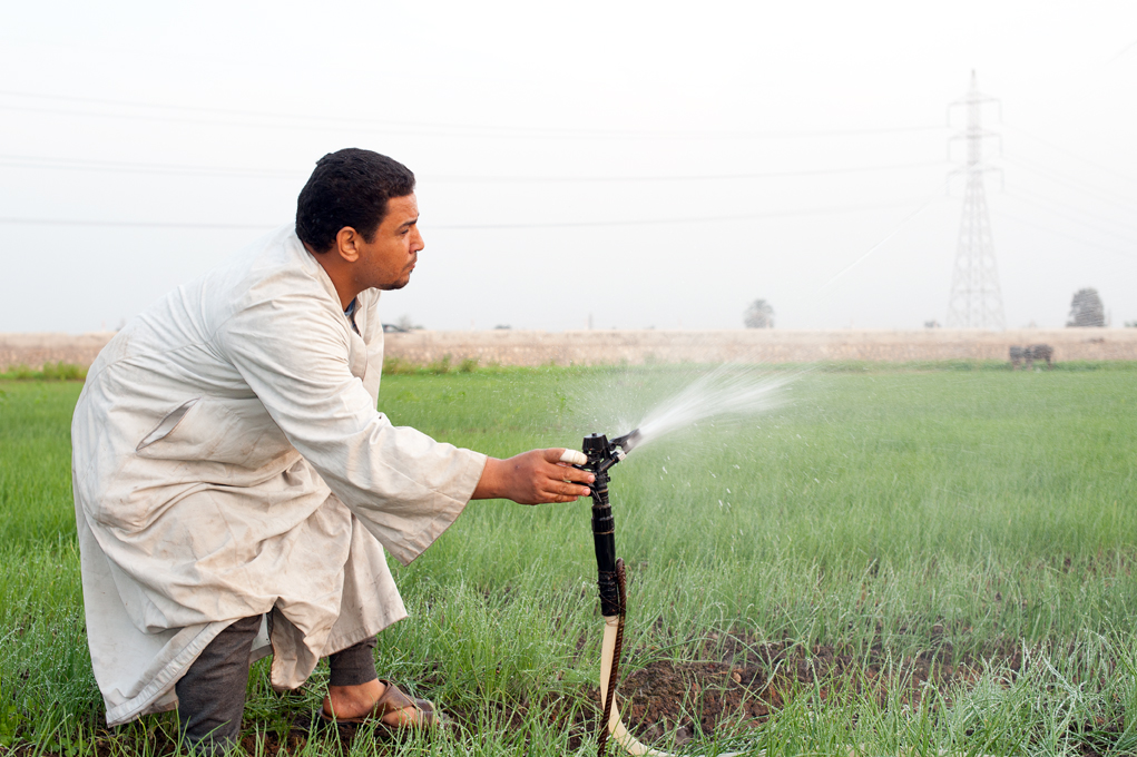 Sprinkler irrigation in Egypt