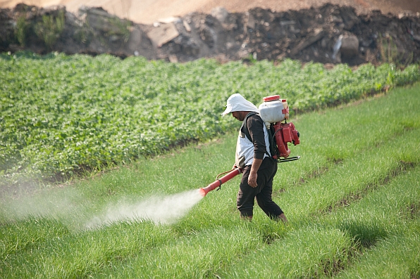 Farmer spreading pesticides for onions