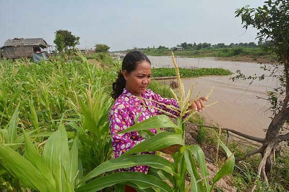 A farmer tends to her maize crop in Phat Sanday, Cambodia.