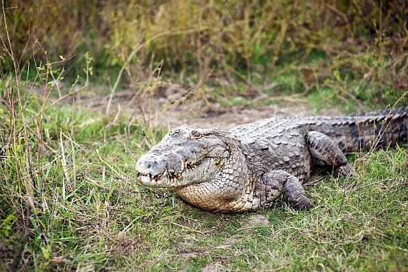 A crocodile in the Upper East Region. Photo: Hamish John Appleby / IWMI