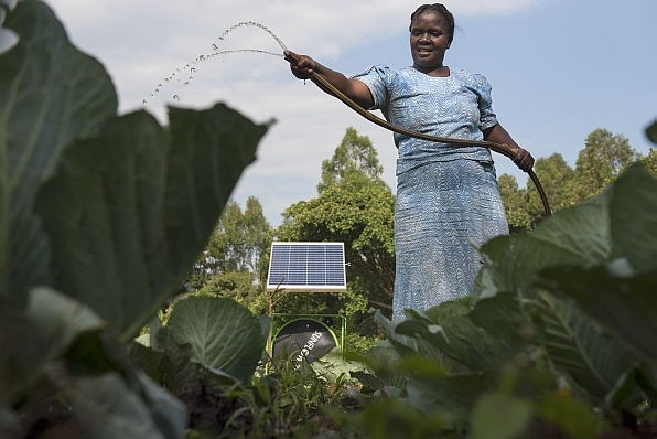 Rodah Tiyoi waters cabbages with the Futurepump solar irrigation system at her family farm in Kapsokwony, Kenya.