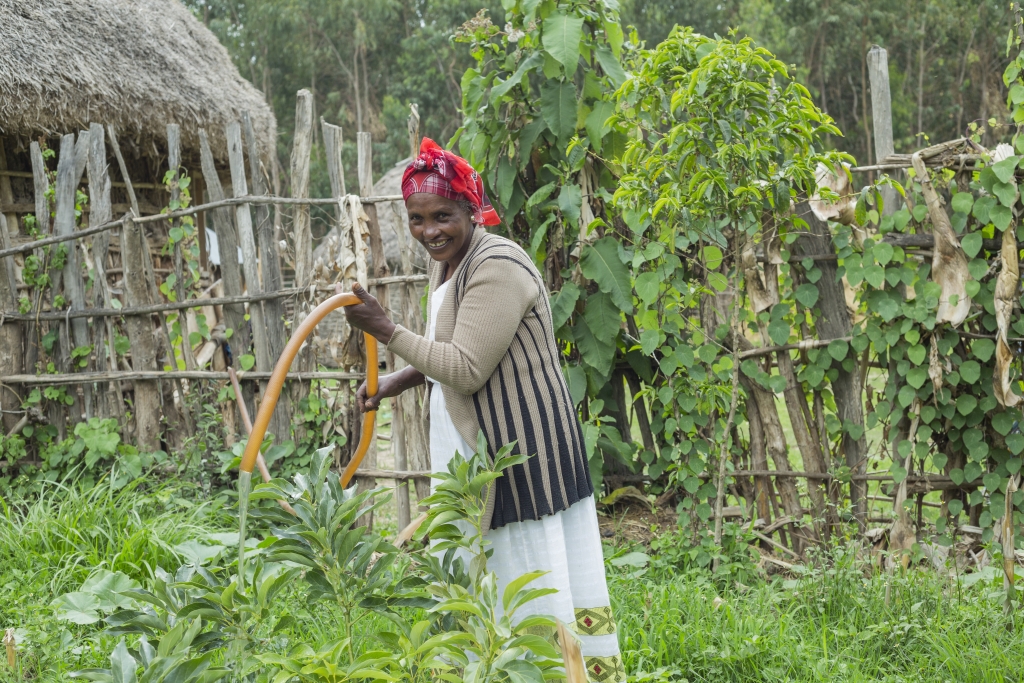 Ethiopia farmer Etenesh Asro using groundwater for irrigation. Photo: Maheder Haileselassie/IWMI