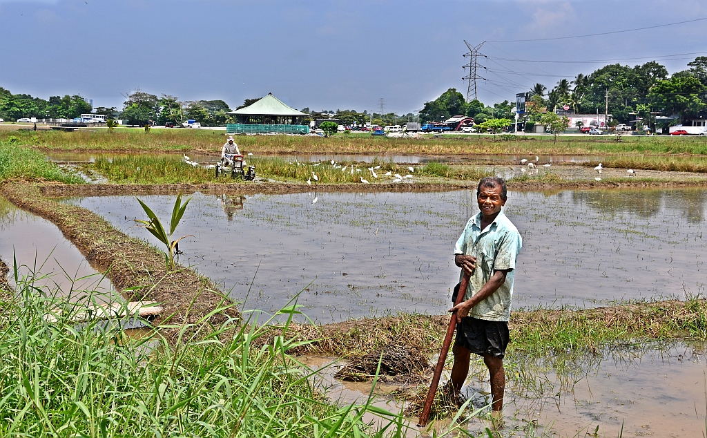 Land preparation for rice production within the city limits of Colombo, Sri Lanka. Photo: Samurdhi Ranasinghe/IWMI