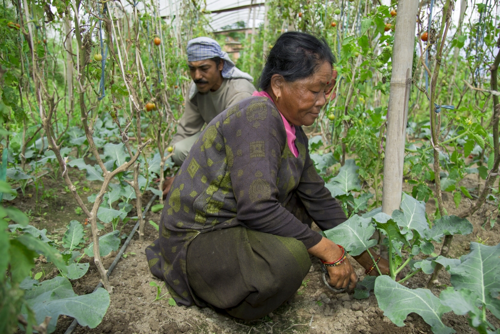 Farmers working together on the field with drip irrigation system in Katmandu