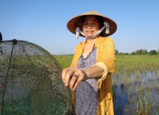 Fishing in the rice field