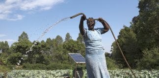 Rodah Tiyoi of Kapsokwony Kenya launches water from the Futurepump solar irrigation system onto her cabbage crops on her family farm.