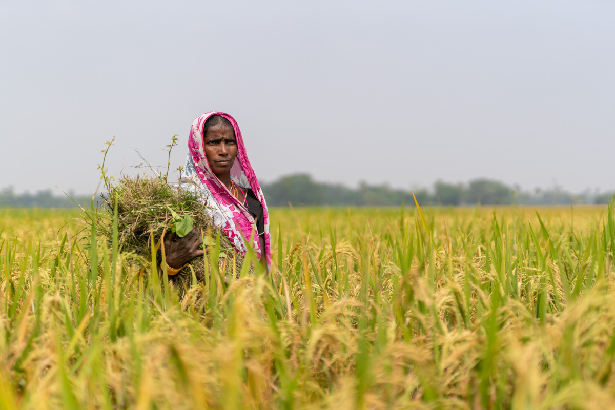 Barti Devi from Gaya district, Bihar holding the bundle of harvested drought-tolerant rice crop from the 2019 Kharif season provided through the BICSA project. Photo: IWMI