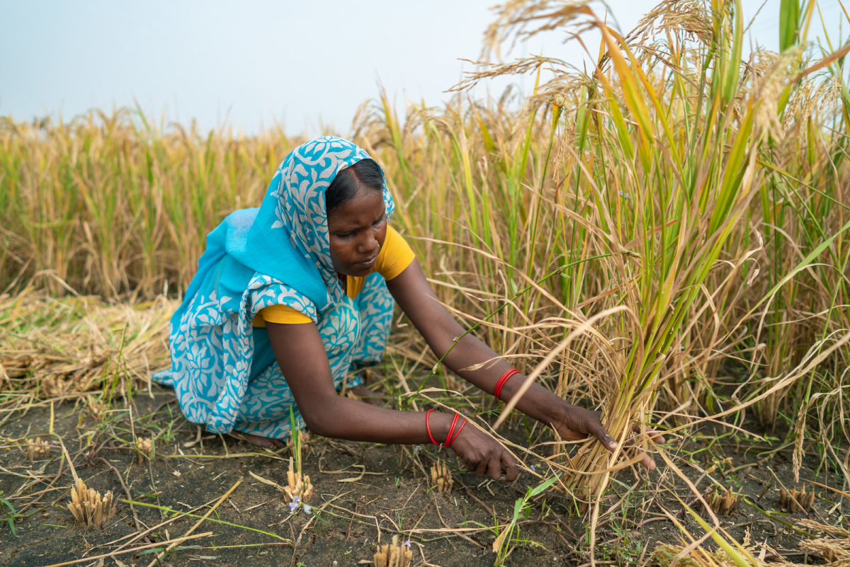 A farmer harvesting flood-tolerant rice crop as part of IWMI's bundled insurance project in Bihar, India. Photo: IWMI
