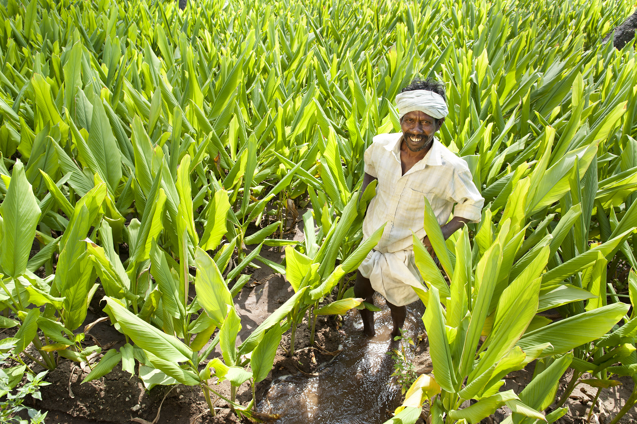 A farmer with his young turmeric crops in Tamil Nadu, India. Photo: Hamish John Appleby / IWMI