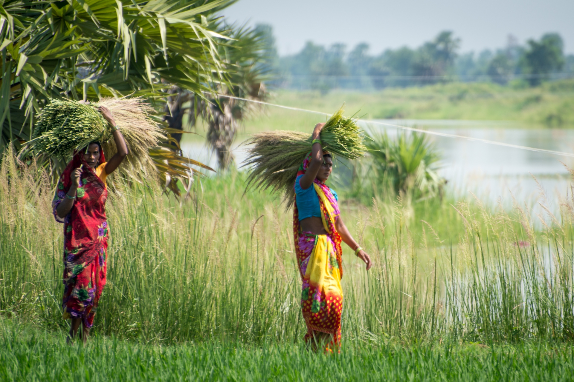 Women carrying fodder in Bihar, India. Photo: Dr Dakshina Murthy / IWMI