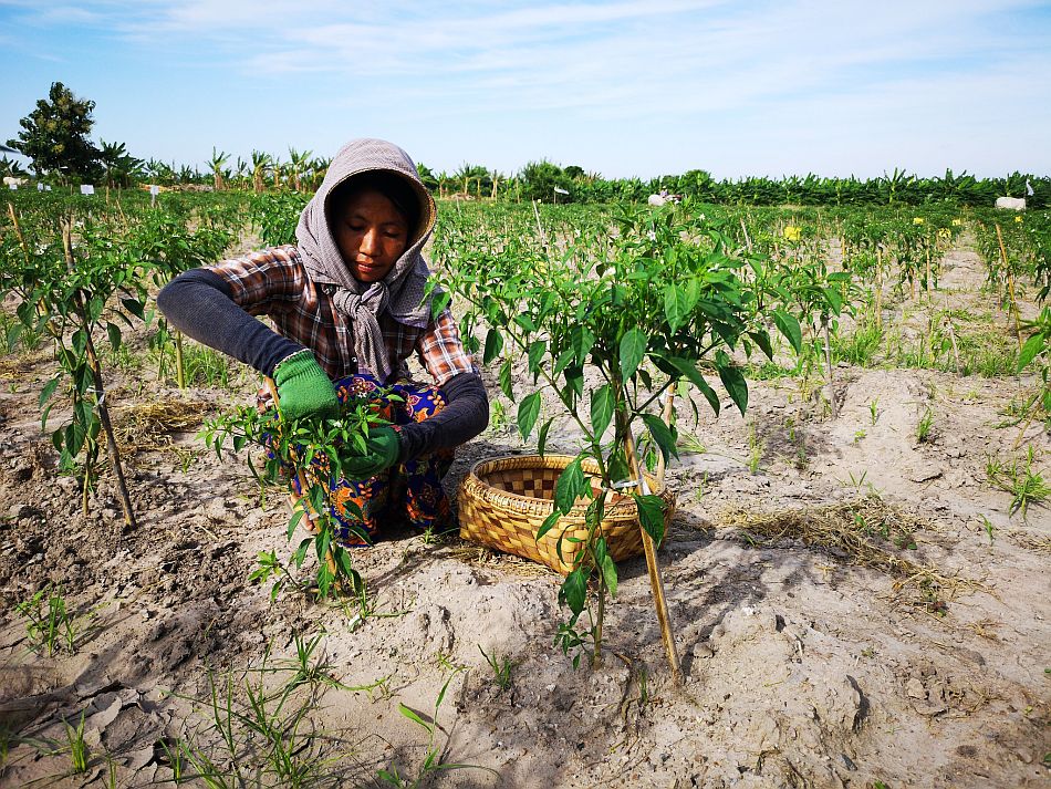 Harvesting of chilli in a pump based irrigation scheme in Myinmu, Myanmar. Photo: Petra Schmitter / IWMI