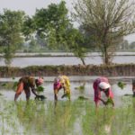 Rice farming in Pakistan. Photo: Faseeh Shams / IWMI