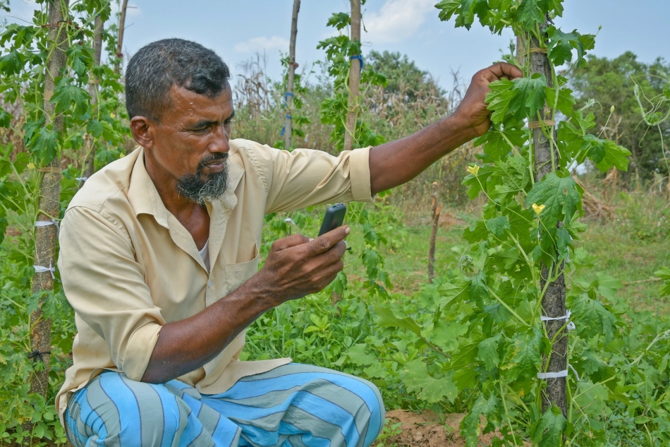 A farmer checking the agro-climate information sent to his phone via SMS as part of IWMI’s bundled insurance solutions program. Location: Village of Galenbindunuwewa in the North Central province of Sri Lanka. Photo: Samurdhi Ranasinghe / IWMI