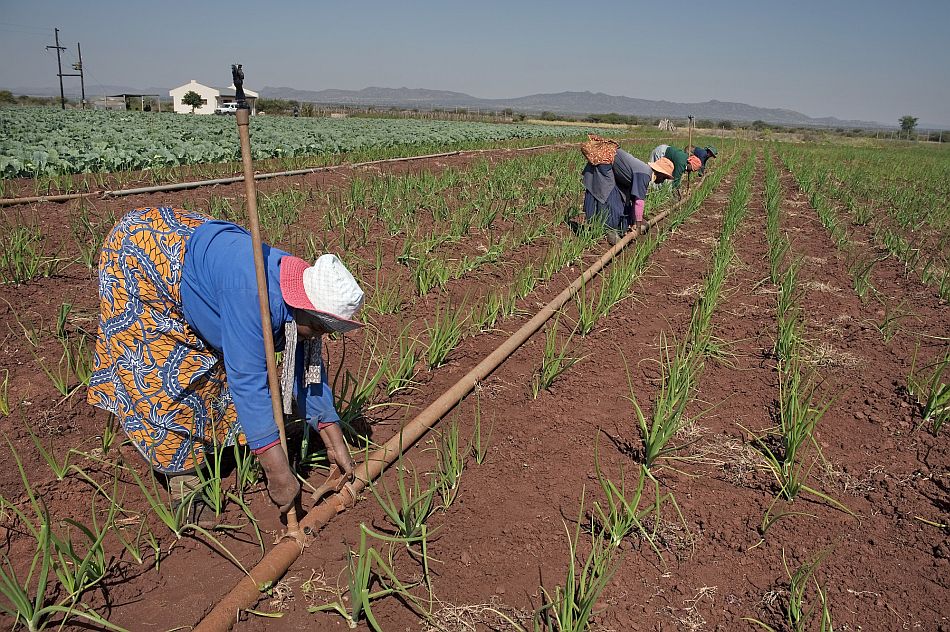 Women lay pipes for a drip irrigation system in South Africa. Photo: Graeme Williams / IWMI