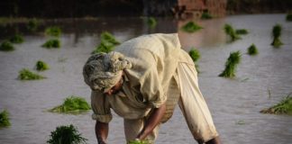 Farmer working in a paddy field. Photo: Faseeh Shams / IWMI