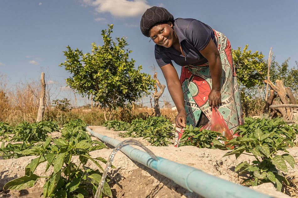 A farmer in Zambia irrigating her crops using groundwater. Photo: Adam Öjdahl / IWMI