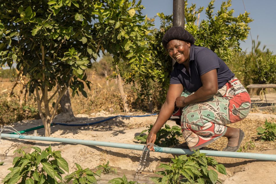 Drip irrigation used in farms in the Central Region of Zambia. Photo: Adam Öjdahl / IWMI