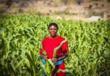 Farmer with her maize crop located in the Chochocho Irrigation Scheme located in the Inkomati Catchment in South Africa. Photo: E.L.S.K.E Photography / IWMI