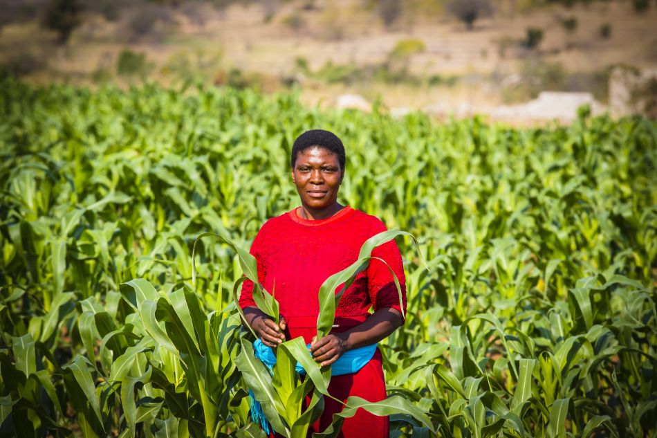 Farmer with her maize crop located in the Chochocho Irrigation Scheme located in the Inkomati Catchment in South Africa. Photo: E.L.S.K.E Photography / IWMI