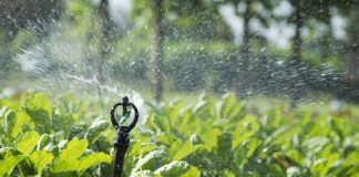 Sprinkler irrigation in Jaffna, Sri Lanka