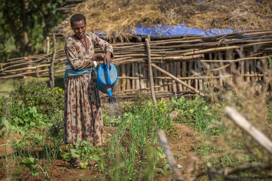 Irrigated home gardens, like this one in Ethiopia’s Amhara region, are an important source of food, including in the dry season. Photo: Mulugeta Ayene / WLE