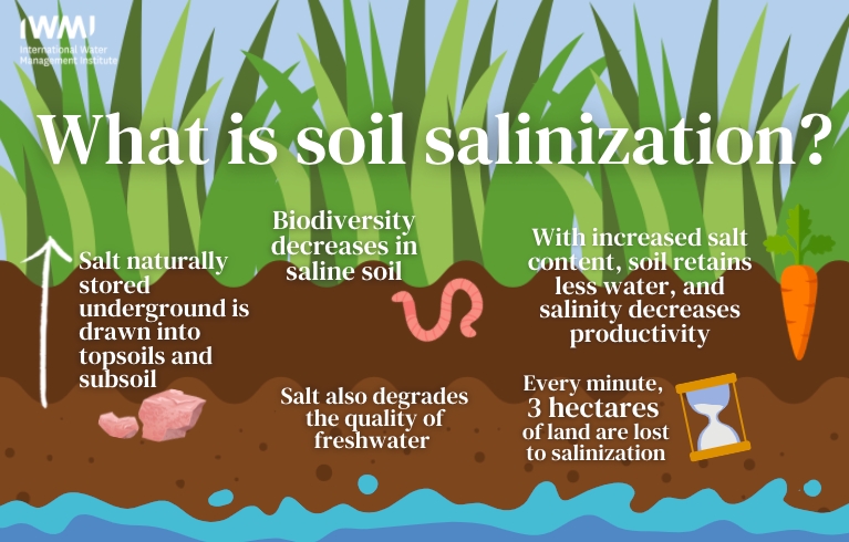 What is soil salinization?