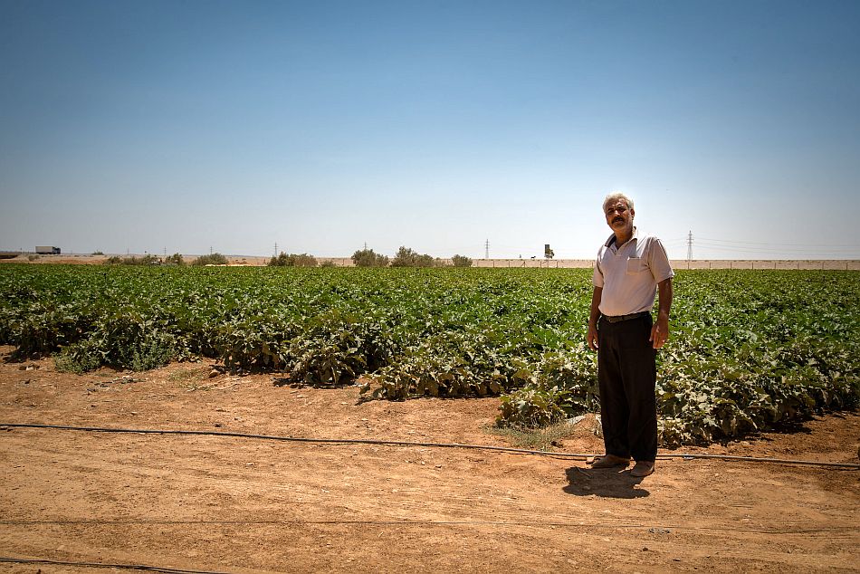 Farmer Aymad Qzaq in front of his eggplant field in Jordan. Photo: Seersa Abaza / IWMI