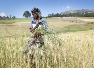 Farmer harvesting rice in Ethiopia. Photo: Petterik Wiggers / IWMI