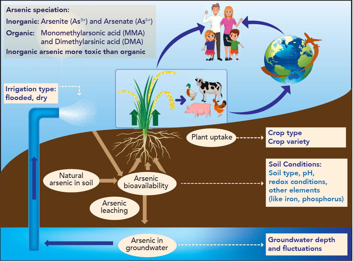 Figure 1. Schematic of processes of arsenic accumulation in soil due to groundwater irrigation and pathway to human dietary intake, including via trade. The key influencing biophysical factors are given in boxes. People vector created by jemastock—www.freepik.com. Design vector created by pikisuperstar—www.freepik.com. Paddy vectors by Vecteezy—www.vecteezy.com. Reproduced from pixabay (2017)