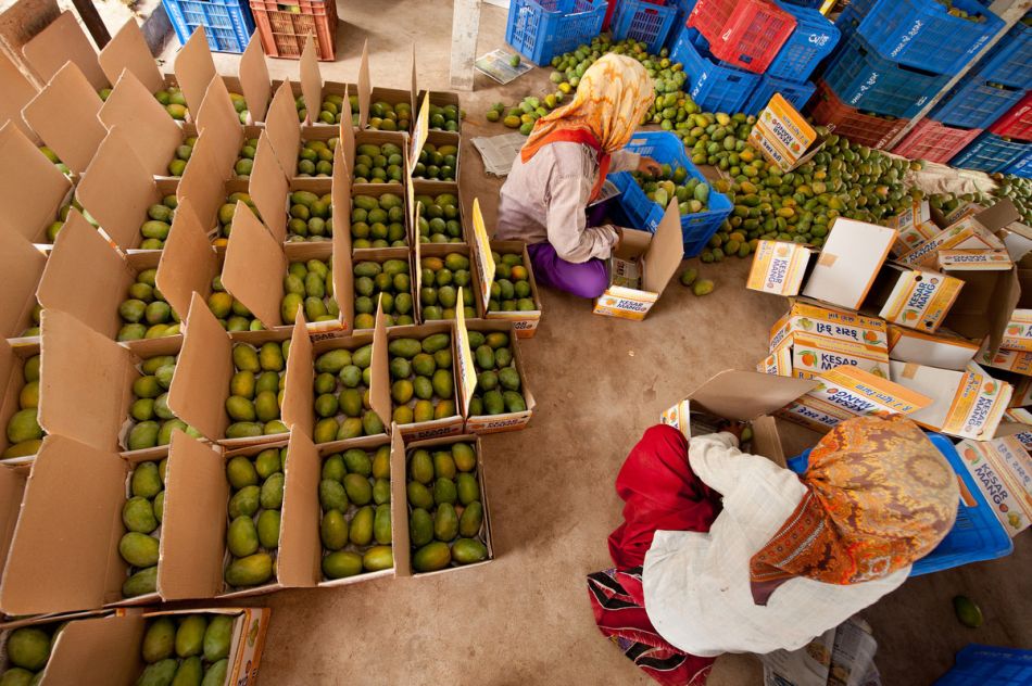 Packing mangoes. Photo: Hamish John Appleby