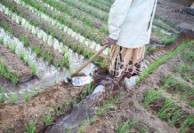 Woman irrigating a rice field