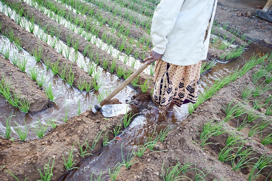 Woman irrigating a rice field. Photo: Hamish John Appleby