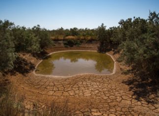 Drying Water pond surrounded with dry land from one side and tree from the other at the Azraq Basin (Qa ‘Al-Azraq). Photo: Seersa Abaza / IWMI