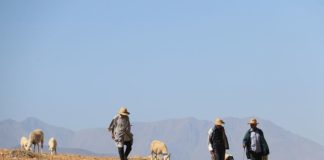 Farmers walking with their sheep in the Moroccan mountains. Photo: Pierre Restoul / IWMI